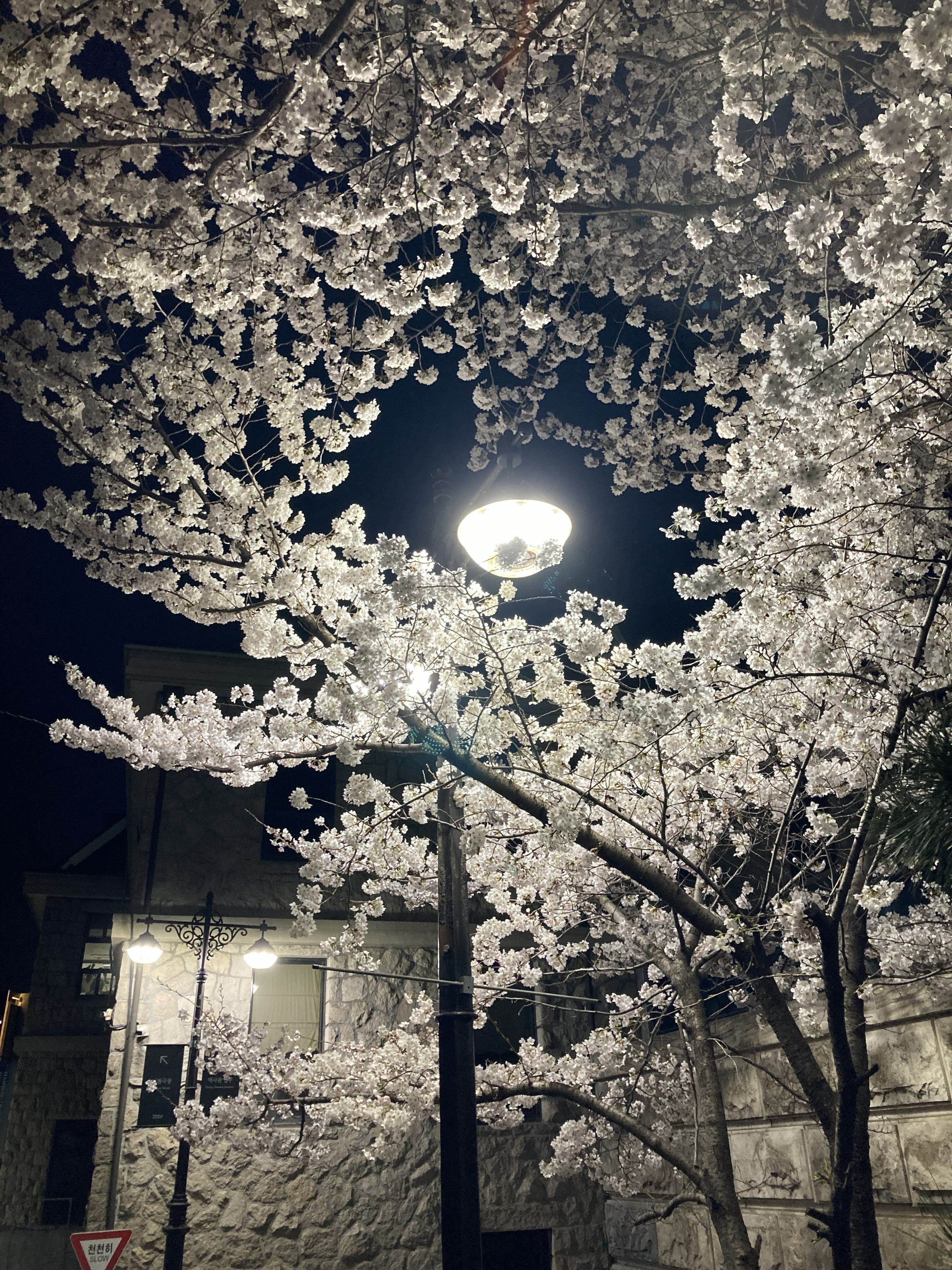 cherry-blossom