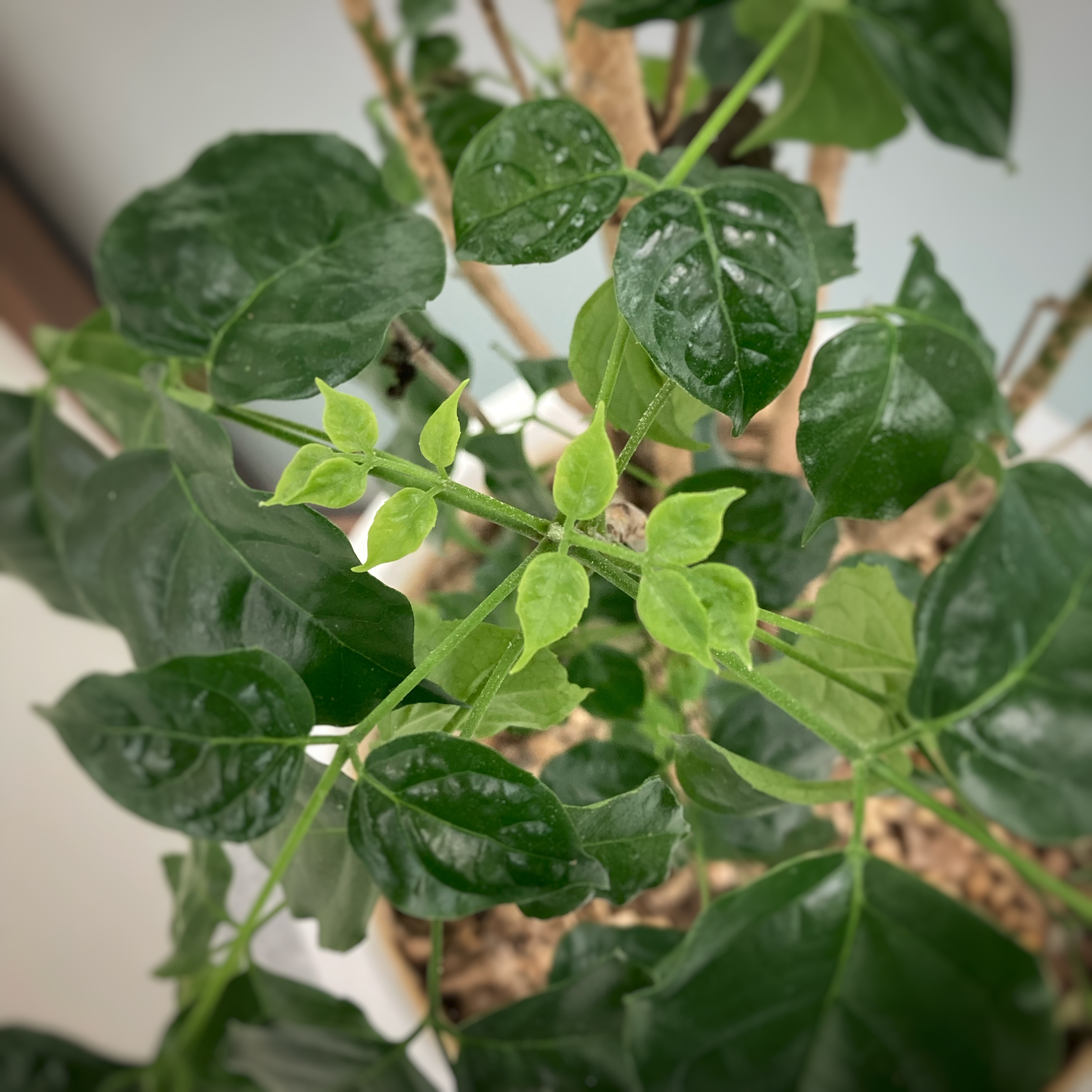 sprout